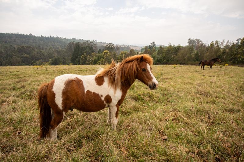 3 Bedroom Property for Sale in Plettenberg Bay Rural Western Cape